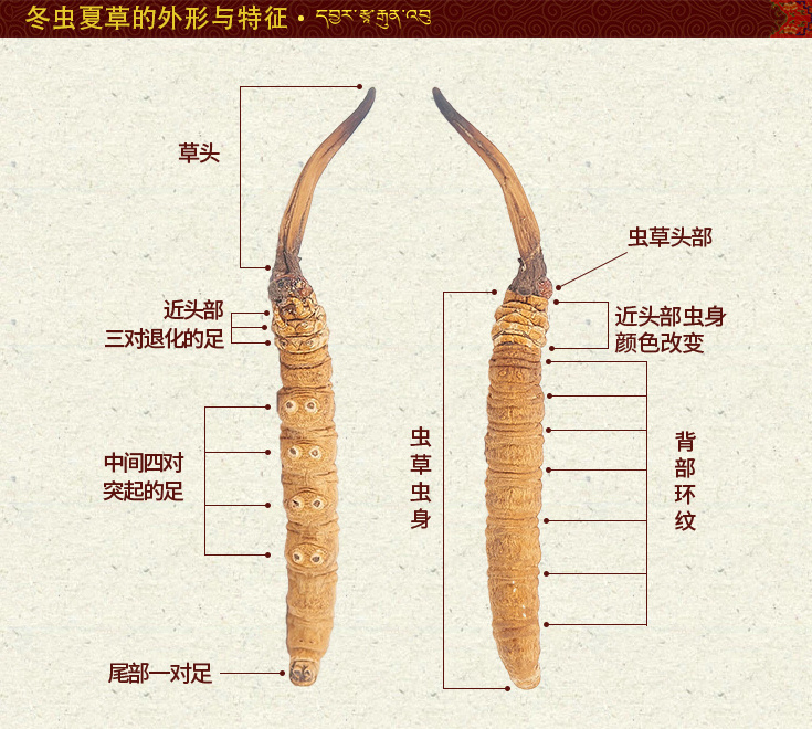 ���x(ch��ng)�Ĳ݈DƬ,�������x(ch��ng)�ĲݵĈDƬ,���x(ch��ng)�ĲݵĘ����c����,�����x(ch��ng)�݈DƬ,���x(ch��ng)�Ĳݵ����^(gu��n)