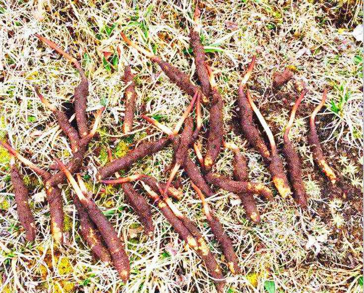 ���r���x(ch��ng)�Ĳ�,���ڳ���(l��i)�����r���x(ch��ng)�ĲݵĘ���