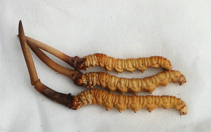 ���r���x(ch��ng)�Ĳ݈DƬ,���r�x(ch��ng)�ݵĘ���,���r�x(ch��ng)��,���x(ch��ng)�Ĳ�