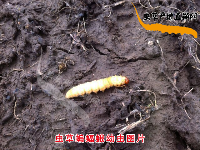 �x�������DƬ,�x����������x�DƬ,�x����������x