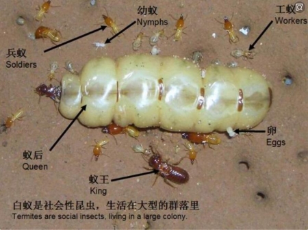 白蚁的类型