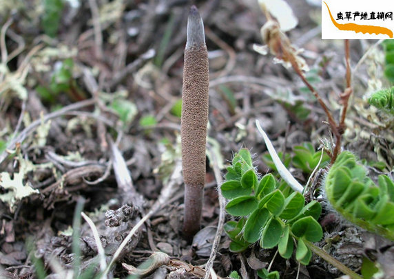 ���x(ch��ng)�Ĳ�����ô�γɵ�,���x(ch��ng)�Ĳ�����ô���L(zh��ng)�ɵ�,���x(ch��ng)�Ĳ����L(zh��ng)�^(gu��)�����������L(zh��ng)����(l��i)��